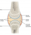 11.9 Synovial Joints – Fundamentals Of Anatomy And Physiology