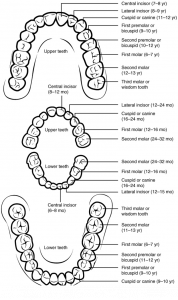 12.3 The Mouth, Pharynx and Oesophagus – Fundamentals of Anatomy and ...