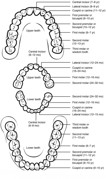 12.3 The Mouth, Pharynx and Oesophagus – Fundamentals of Anatomy and ...