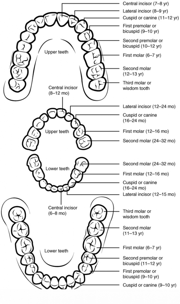 Permanent and deciduous teeth