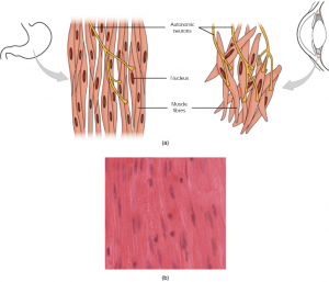 9.8 Smooth Muscle – Fundamentals of Anatomy and Physiology