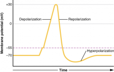 13.4 The Action Potential – Fundamentals of Anatomy and Physiology