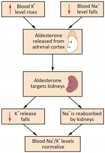 17.13 Electrolyte Balance – Fundamentals of Anatomy and Physiology