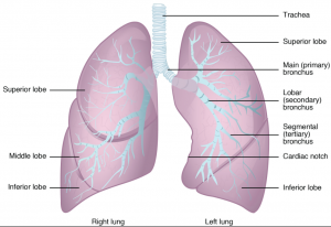 8.2 The Lungs – Fundamentals of Anatomy and Physiology