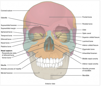 10.9 The Skull – Fundamentals of Anatomy and Physiology