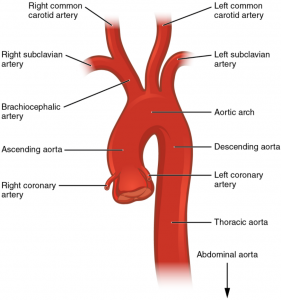 6.10 Circulatory Pathways – Fundamentals of Anatomy and Physiology