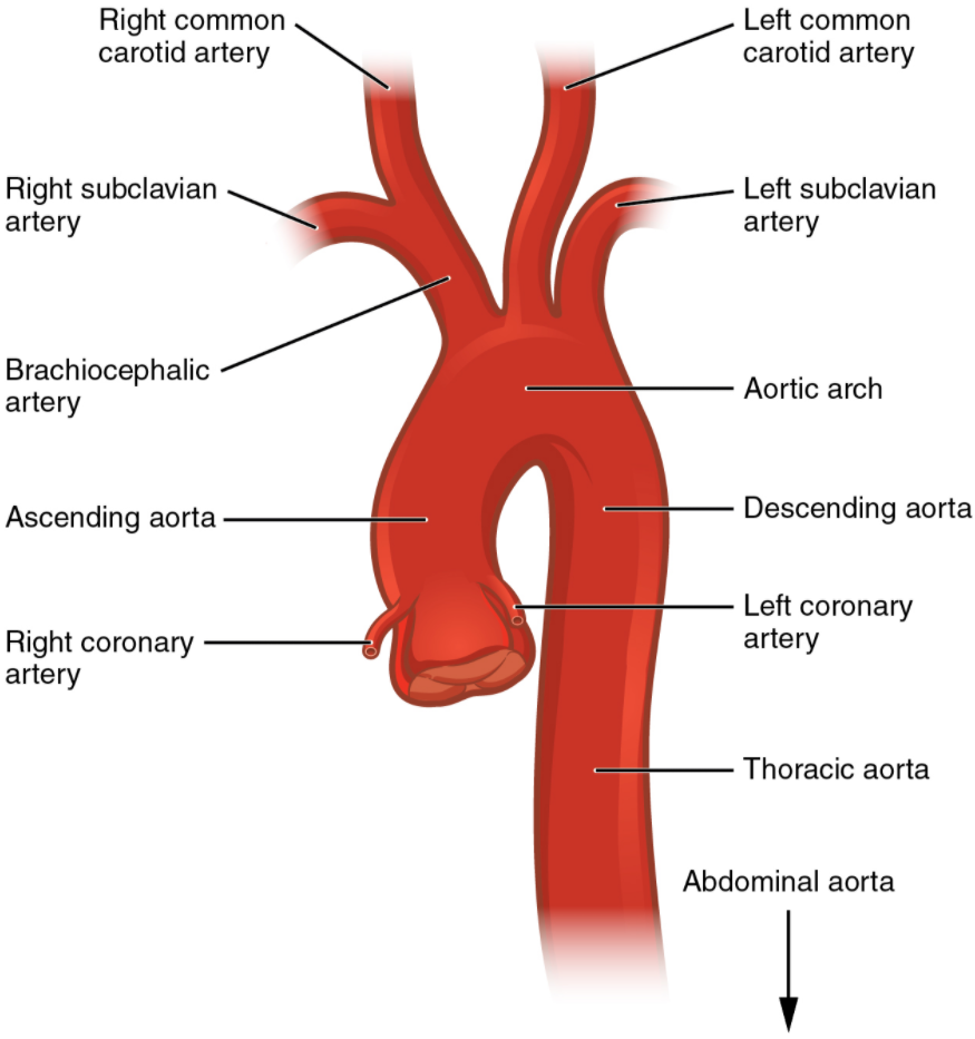 Figure 6.10.4. Aorta. The aorta has distinct regions, including the ascending aorta, aortic arch, and the descending aorta, which includes the thoracic and abdominal regions.