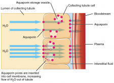 17.12 Water Balance – Fundamentals Of Anatomy And Physiology