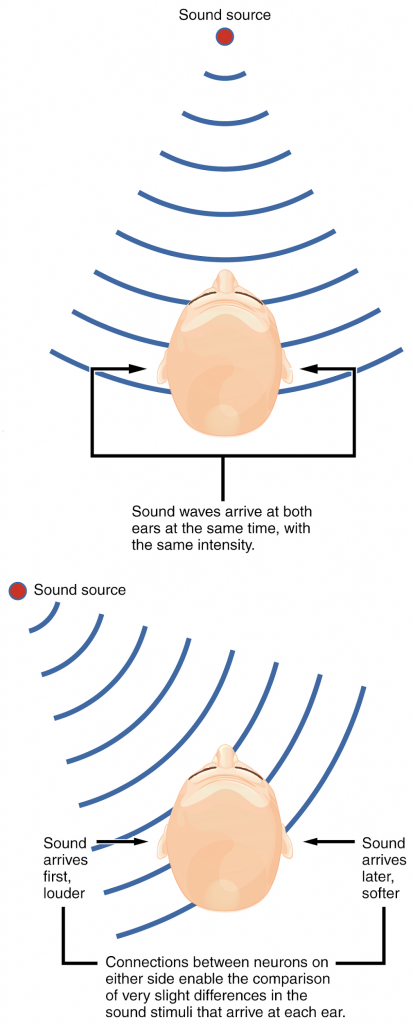 Auditory brain stem mechanisms of sound localisation. Localising