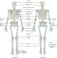 11.1 The Pectoral Girdle – Fundamentals of Anatomy and Physiology