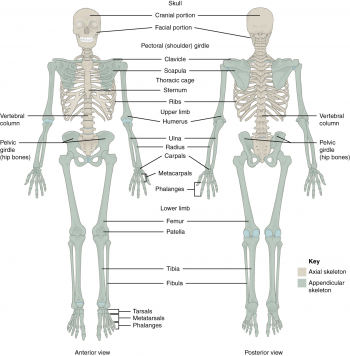 11.1 The Pectoral Girdle – Fundamentals of Anatomy and Physiology