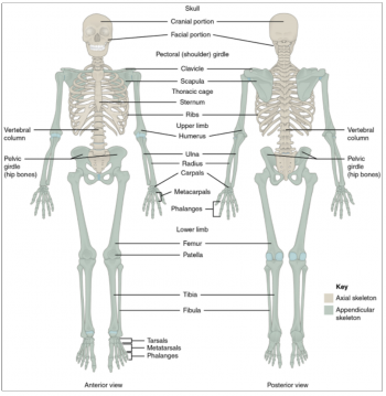 10.8 Divisions of the Skeletal System – Fundamentals of Anatomy and ...