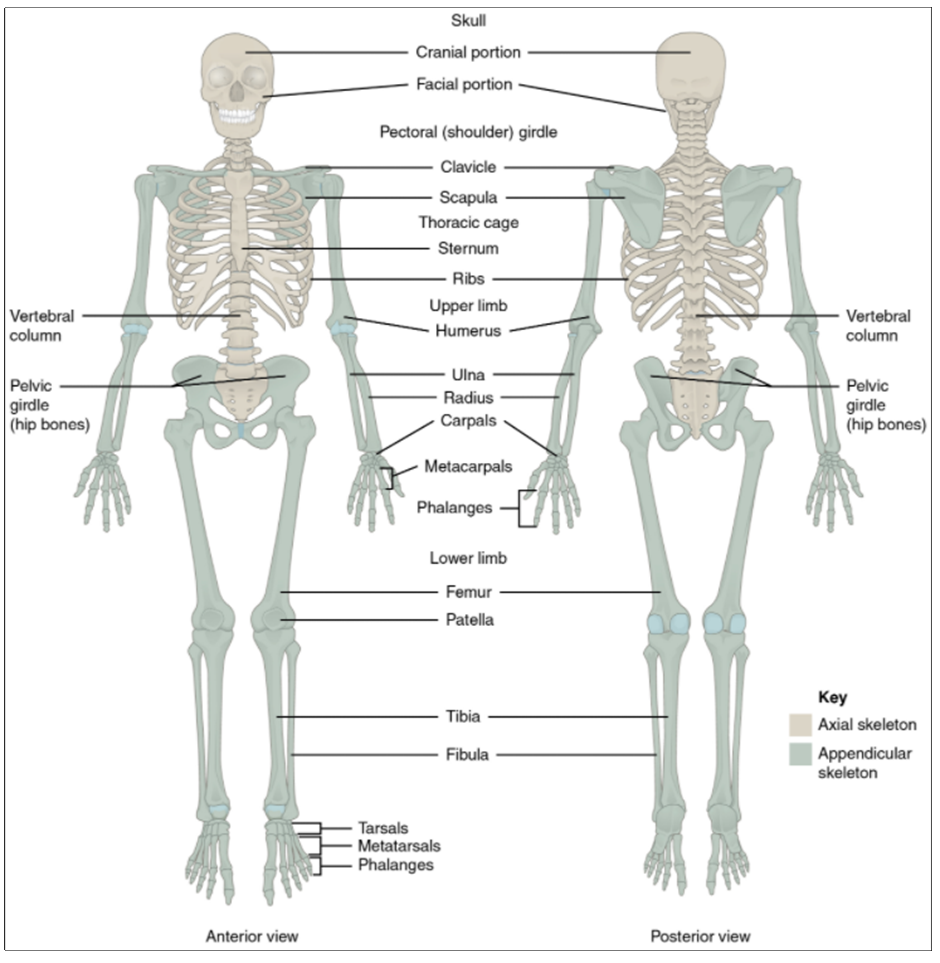 Axial and appendicular skeleton