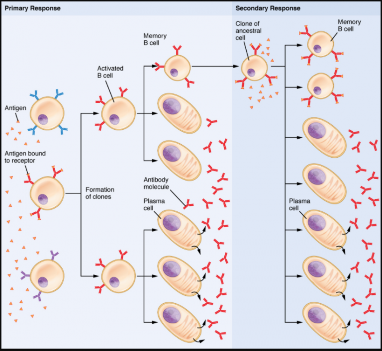 7.4 The Adaptive Immune Response: B-Lymhocytes And Antibodies ...