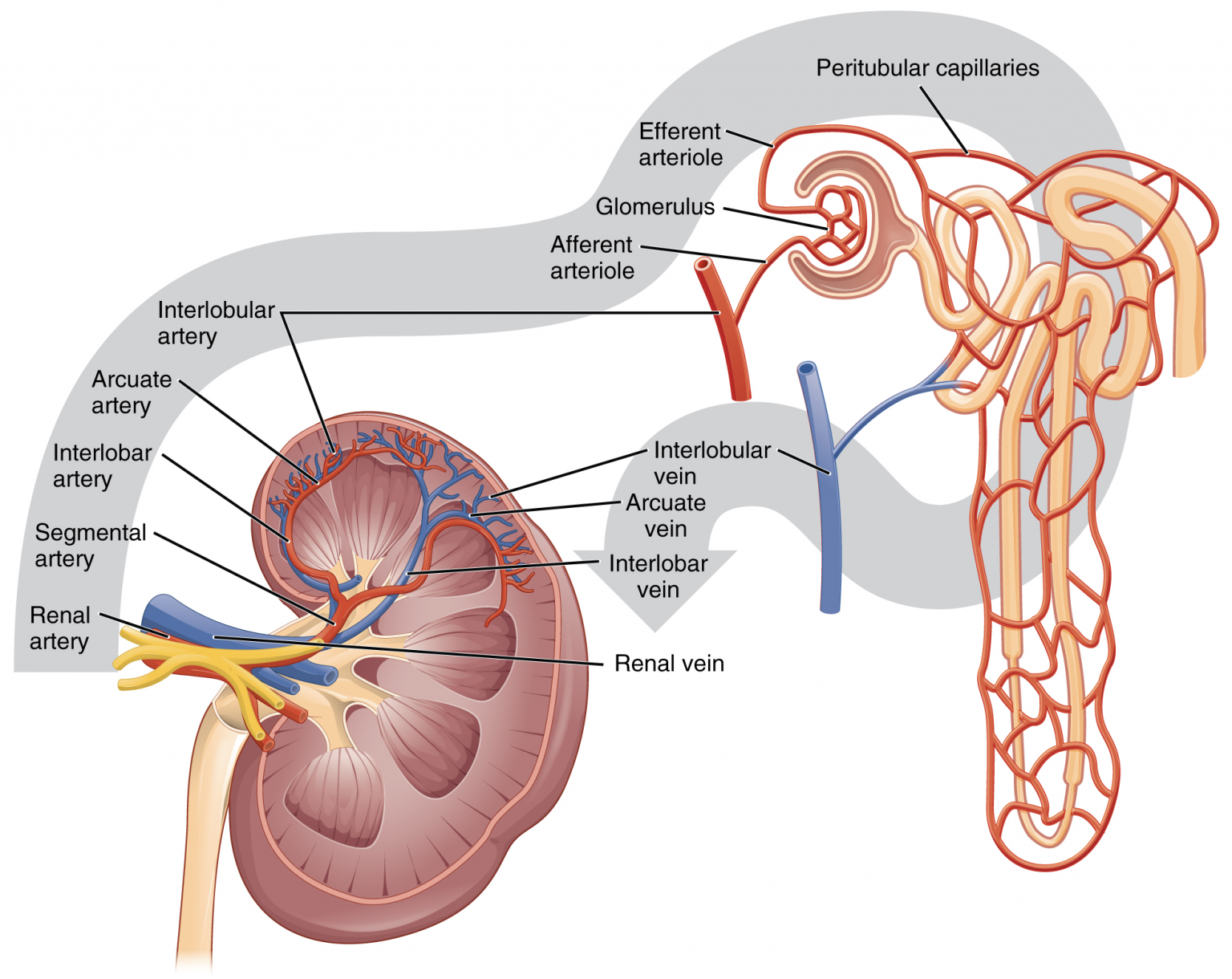 17-3-gross-anatomy-of-the-kidney-fundamentals-of-anatomy-and-physiology