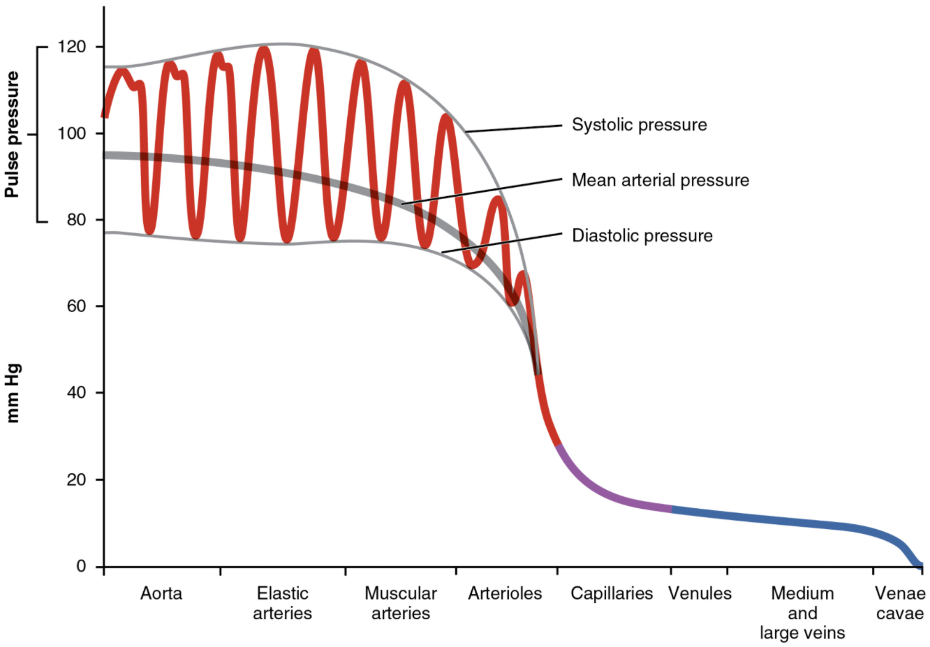 6.7 Blood Flow, Blood Pressure and Resistance Fundamentals of Anatomy