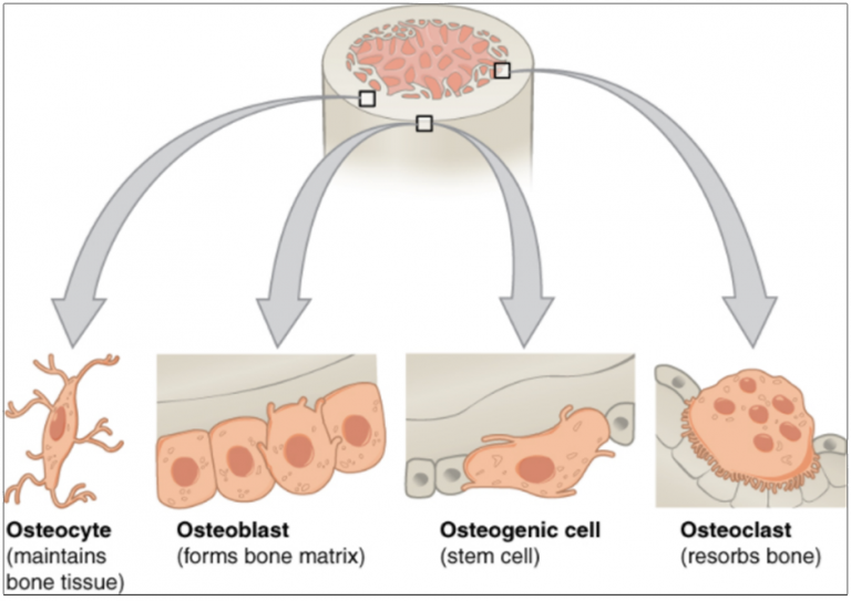 10.3 Bone Structure – Fundamentals of Anatomy and Physiology