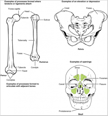 10.3 Bone Structure – Fundamentals of Anatomy and Physiology