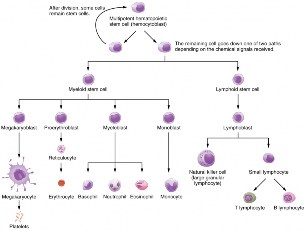 Webebd diagram of Haematopoietic system of bone marrow.