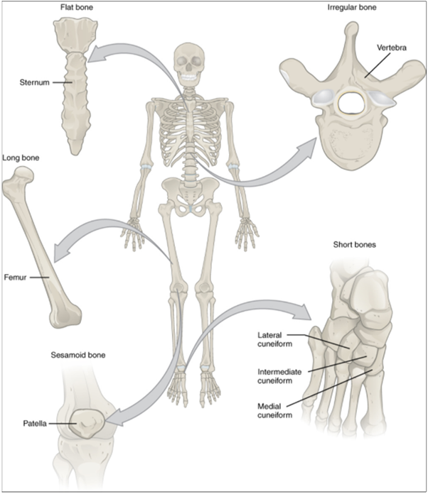 10 2 Bone Classification Fundamentals Of Anatomy And Physiology