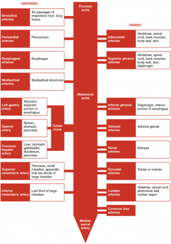 6.10 Circulatory Pathways – Fundamentals Of Anatomy And Physiology