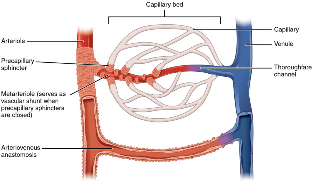 Diagram of cappilary bed