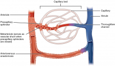 6.6 Structure and Function of Blood Vessels – Fundamentals of Anatomy ...