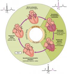 6.3 Cardiac Cycle – Fundamentals of Anatomy and Physiology