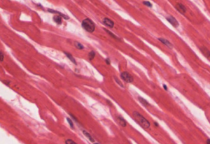 Cardiac muscle tissue. 