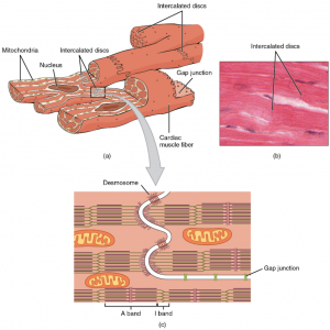 6.2 Cardiac Muscle and Electrical Activity – Fundamentals of Anatomy ...