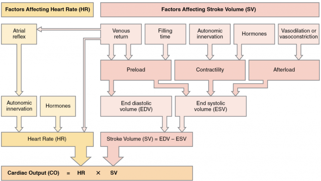 Flowchart that simarise major factors influencing cardiac output