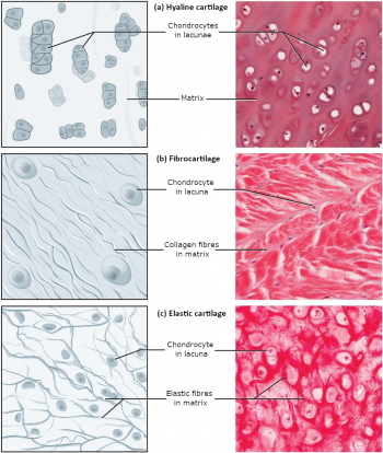 3.3 Connective Tissue Supports and Protects – Fundamentals of Anatomy ...