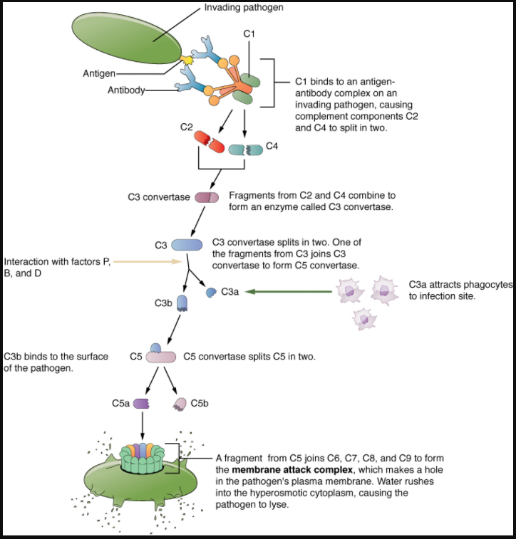 Figure 7.2.2. Complement cascade and function. The classical pathway, used during adaptive immune responses, occurs when C1 reacts with antibodies that have bound an antigen.