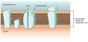 13.4 The Action Potential – Fundamentals of Anatomy and Physiology