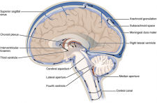 13.8 Circulation and the Central Nervous System – Fundamentals of ...