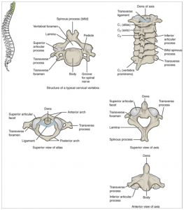 10.10 The Vertebral Column – Fundamentals of Anatomy and Physiology