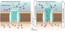 13.4 The Action Potential – Fundamentals of Anatomy and Physiology