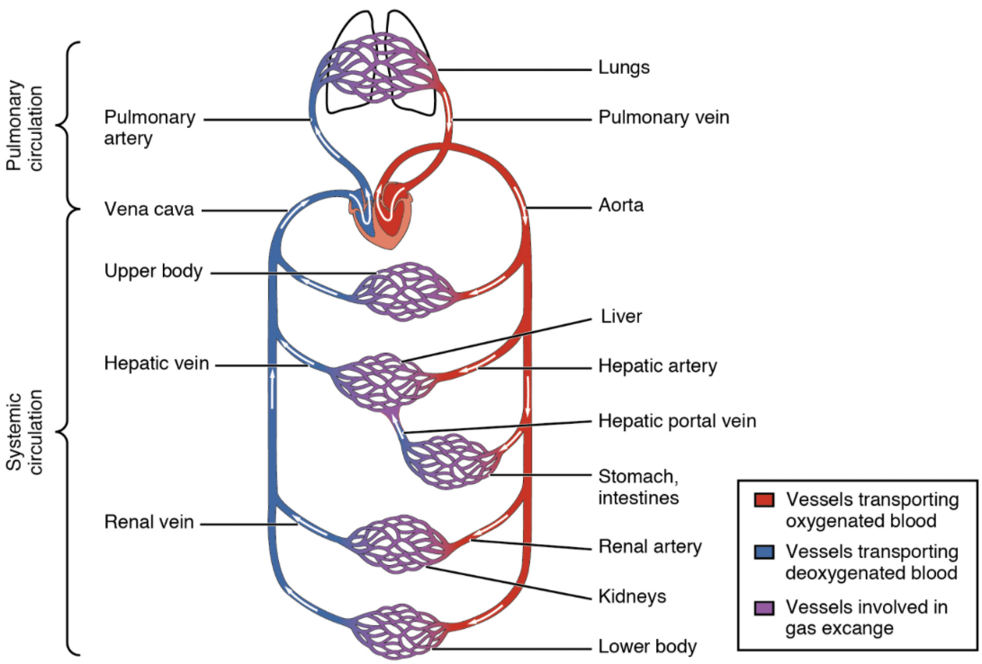 66 Structure and Function of Blood Vessels Fundamentals of Anatomy Biology Diagrams
