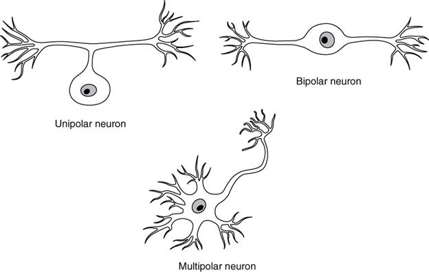 Neuron classification by shape