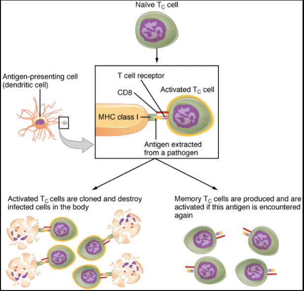 Figure 7.3.5. Clonal selection and expansion of T lymphocytes. Stem cells differentiate into T cells with specific receptors, called clones. The clones with receptors specific for antigens on the pathogen are selected for and expanded.