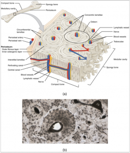 10.3 Bone Structure – Fundamentals of Anatomy and Physiology