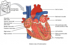 6.2 Cardiac Muscle and Electrical Activity – Fundamentals of Anatomy ...