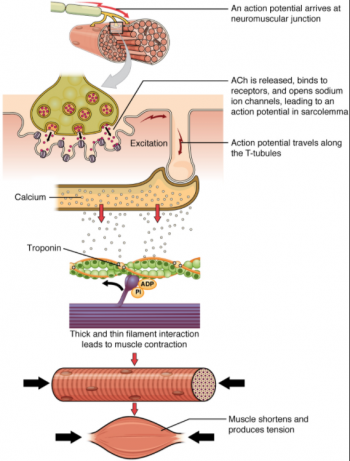 9.3 Muscle Fibre Contraction and Relaxation – Fundamentals of Anatomy ...