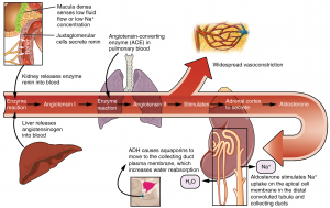 17.4 Microscopic Anatomy of the Kidney – Fundamentals of Anatomy and ...