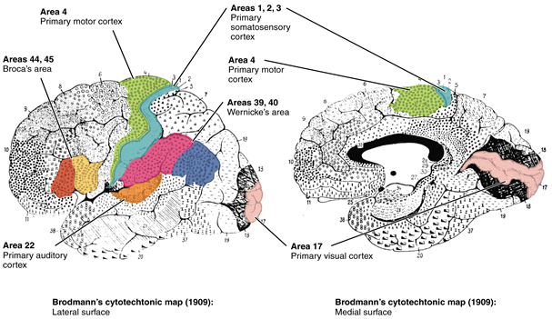 Brodmann’s areas of the cerebral cortex.