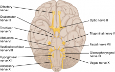 13.9 The Peripheral Nervous System – Fundamentals of Anatomy and Physiology