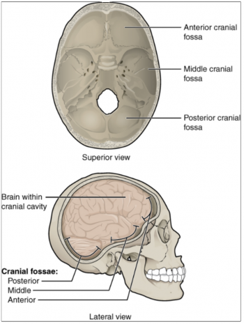 10.9 The Skull – Fundamentals of Anatomy and Physiology