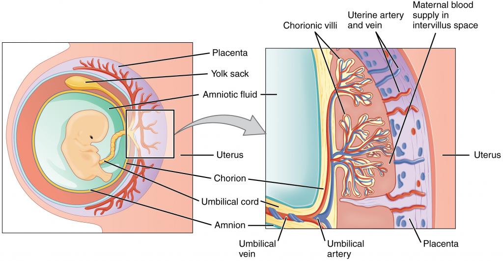 Cross-section of the placenta