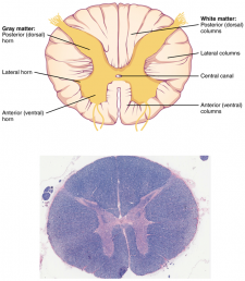 13.7 The Central Nervous System – Fundamentals of Anatomy and Physiology