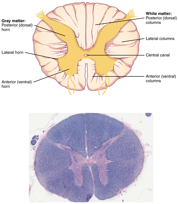 Cross-section of spinal cord.